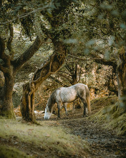 Grey and white horse standing in a woodland