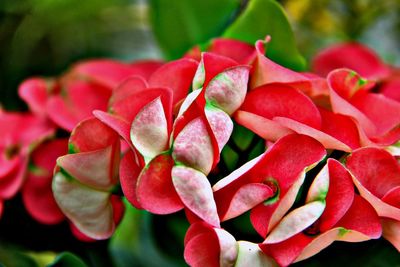 Close-up of red flowering plant