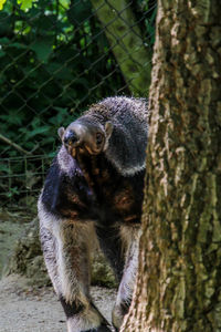 Close-up of a squirrel on tree trunk in zoo