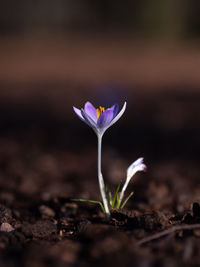 Close-up of purple crocus flower on field