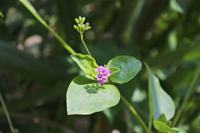 Close-up of purple flowering plant