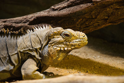Close-up of lizard