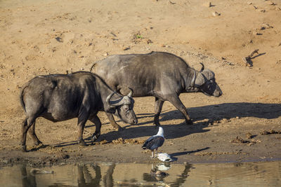 Horse drinking water