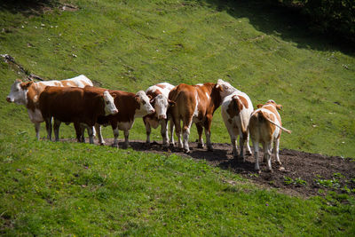 Cows standing in a field