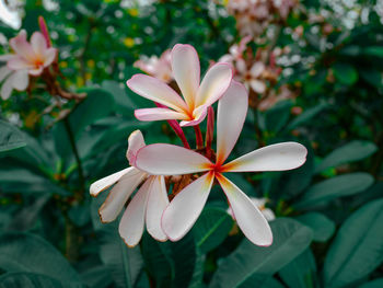 Close-up of white flowering plant