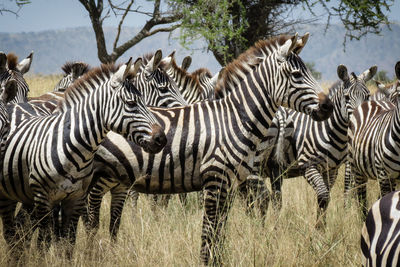 Zebras on field