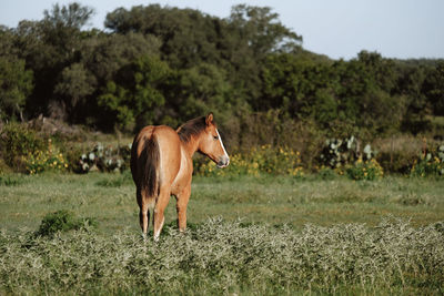 Horse standing in a field