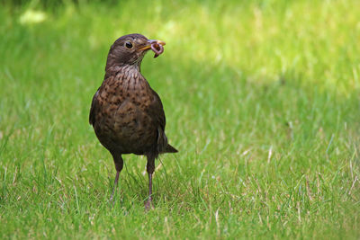 Bird on grassy field