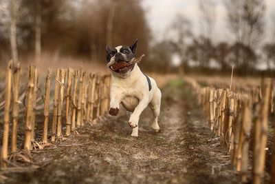 French bulldog running on field