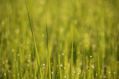 Close-up of wet plants