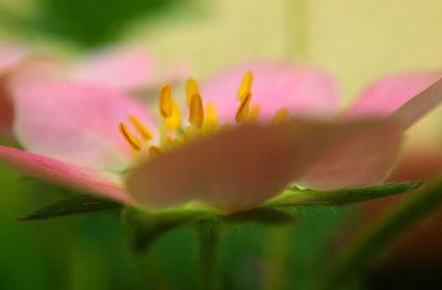 Close-up of pink flowers blooming outdoors