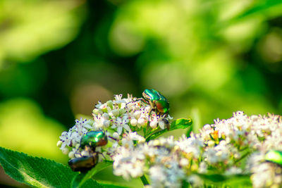 Close-up of insect pollinating on flower