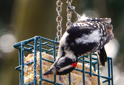 Suet eater