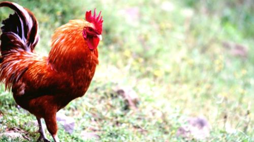 Close-up of rooster on grass