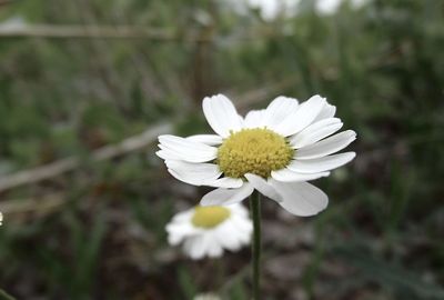 Close-up of white daisy flower on field