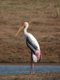 Close-up of bird in water