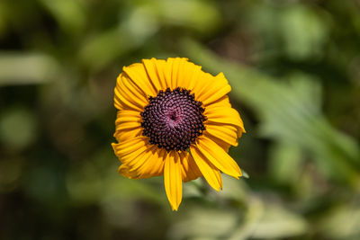 Close-up of sunflower