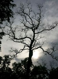 Low angle view of bare tree against sky