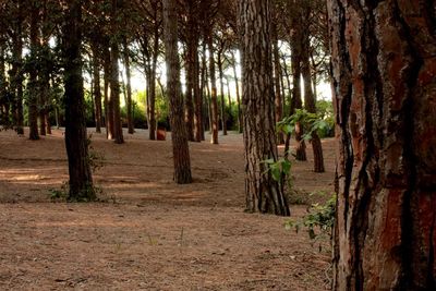 Trees on landscape