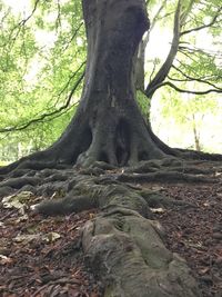 View of tree in forest