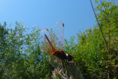 Close-up of insect on plant against blue sky