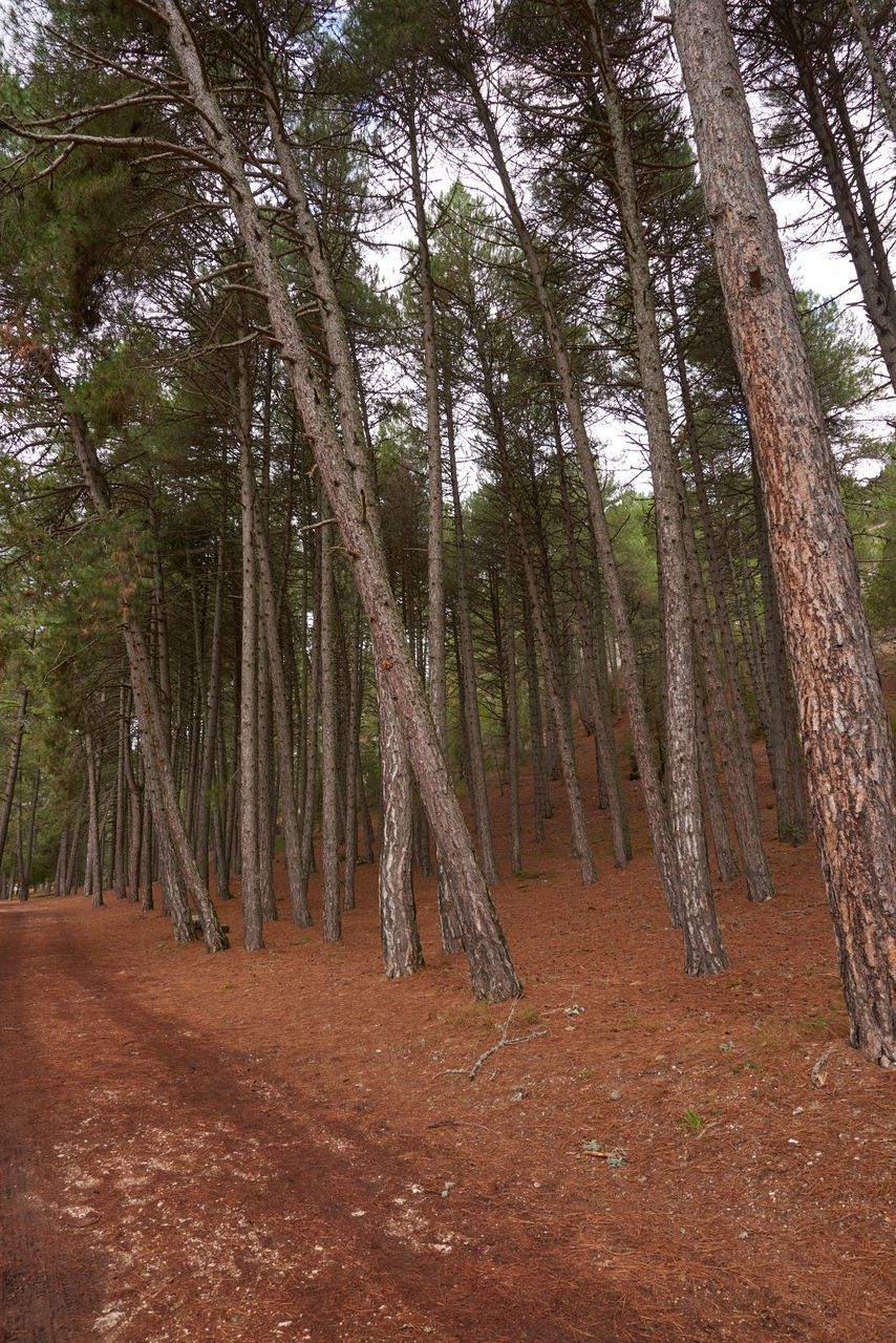 TREES GROWING IN FOREST