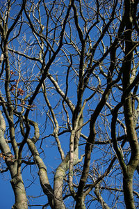 Low angle view of bare tree against clear blue sky