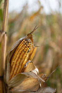 Close-up of lizard on dry leaf