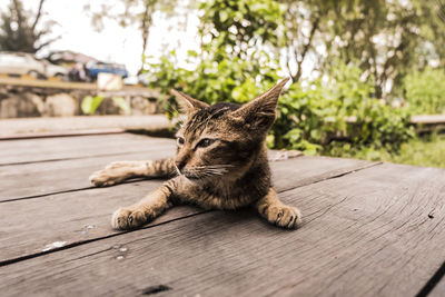 Cat looking away on table