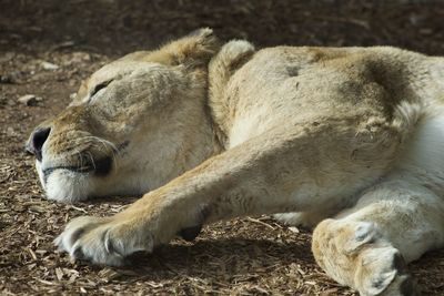 View of a sleeping cat