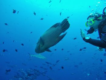 Close-up of fish in sea