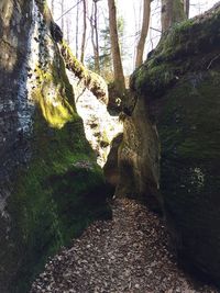 Footpath amidst trees in forest