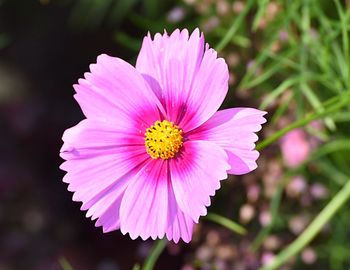 Close-up of pink flower