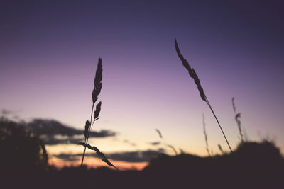 Close-up of silhouette plant on field against sky at sunset