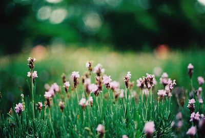 Close-up of plant growing on field