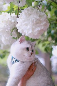 Close-up of hand holding white flower