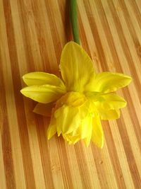 Close-up of yellow flower