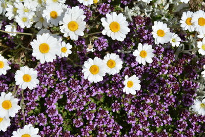 Close-up of purple daisy flowers