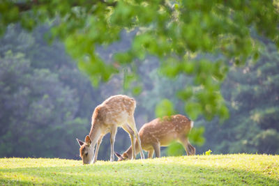 Nara park and deer in the fresh green season