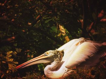 Pelican on field by plants