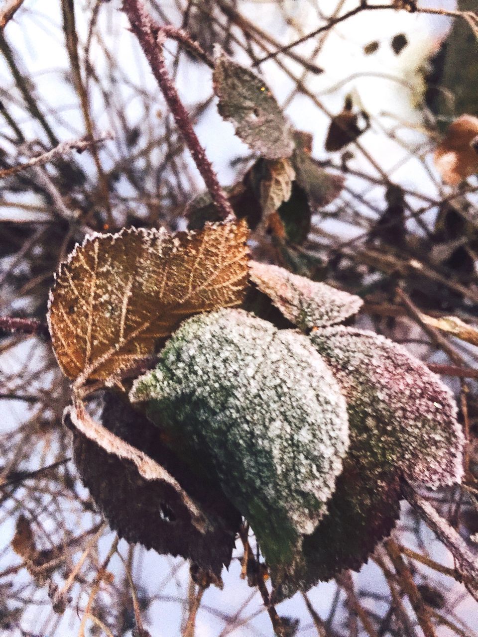 nature, no people, sunlight, growth, shadow, outdoors, plant, day, beauty in nature, tree, fragility, close-up, branch