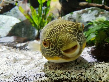 Close up of fish in water