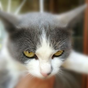 Close-up of cat