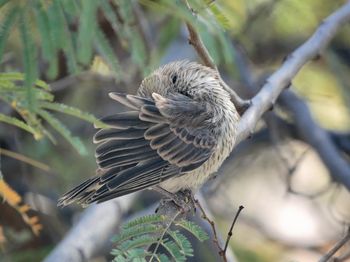 Close-up of bird perching on branch