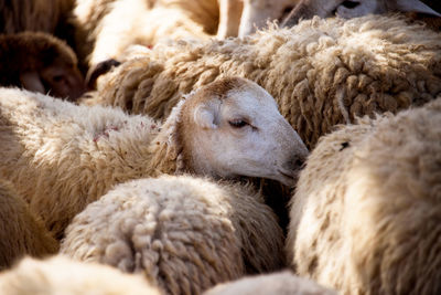 Close-up of sheep