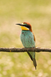 Close-up of bird perching on branch