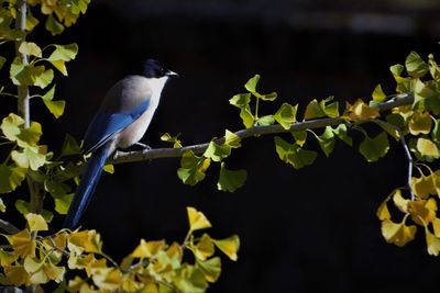 Bird perching on a branch