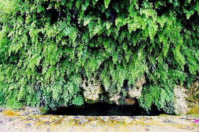 Ivy growing on tree trunk