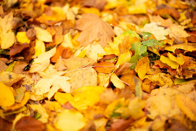 Full frame shot of autumn leaves