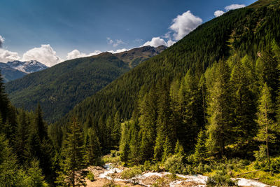 Scenic view of pine trees and mountains against sky